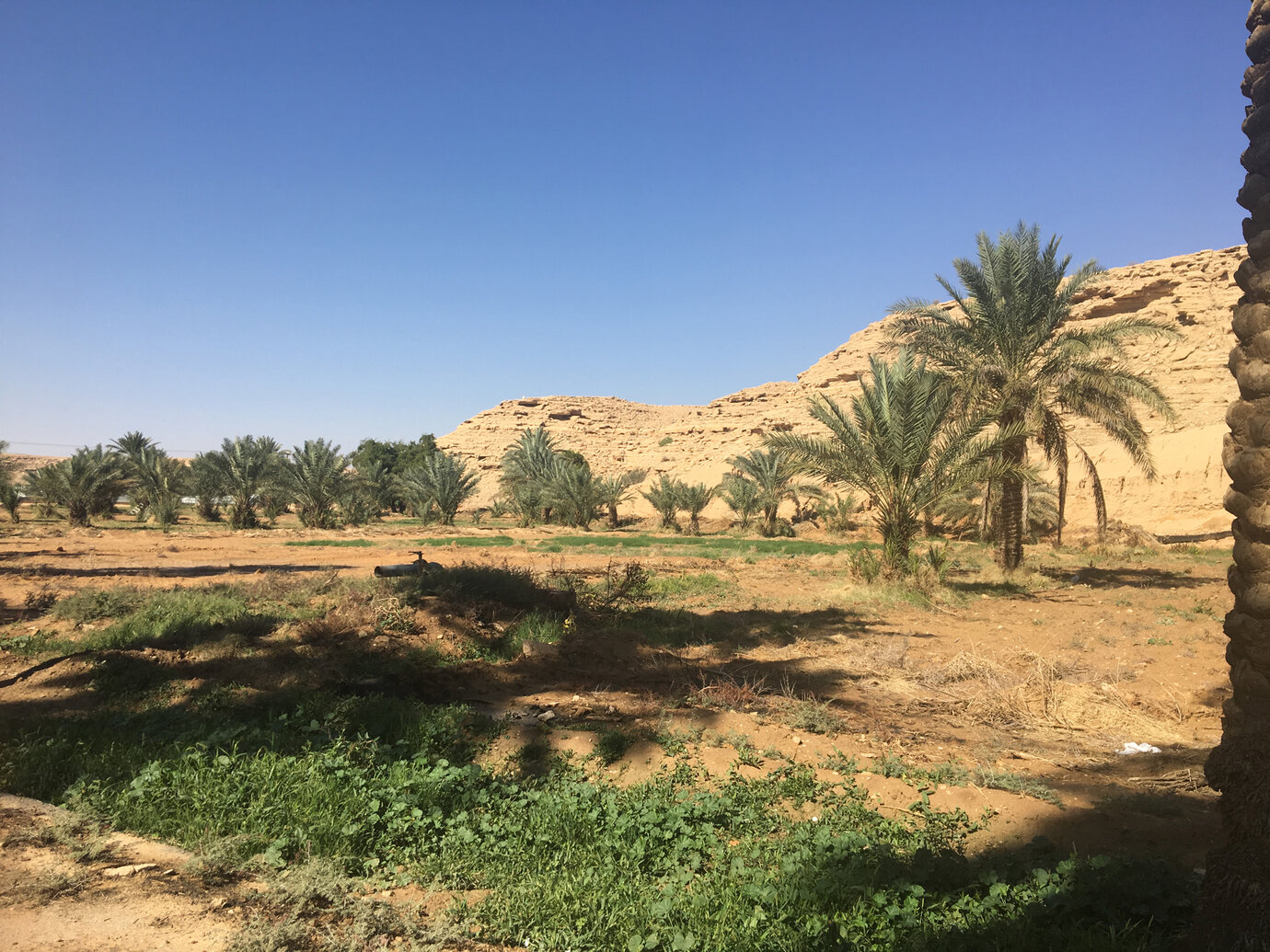 Landwirtschaft am „Wadi Edge“