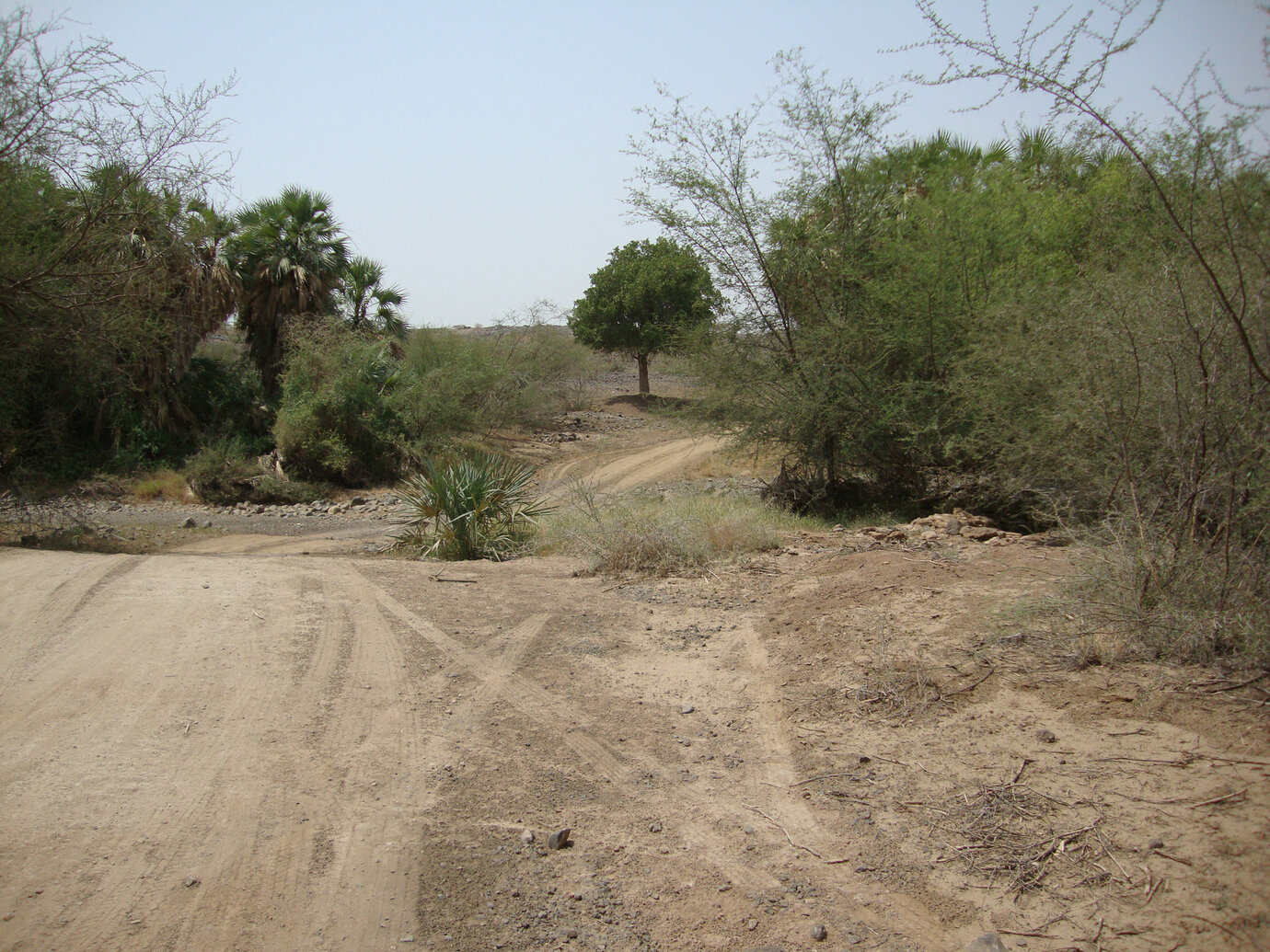 Bestand: Vegetation am nördlichen Wadi